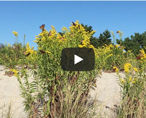 Monarch Butterflies Nectaring Along Shoreline