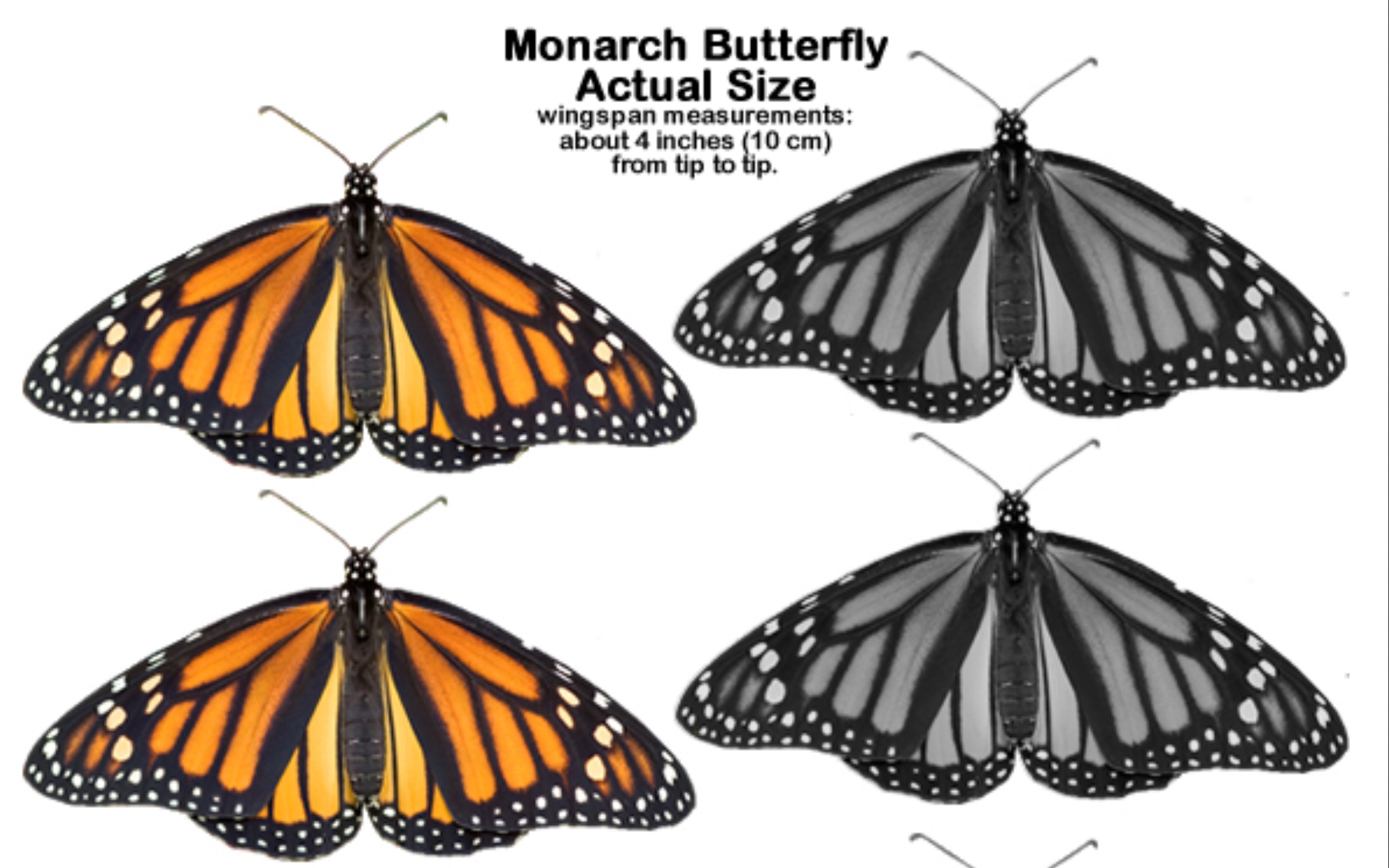 Life-Sized Monarch Butterflies