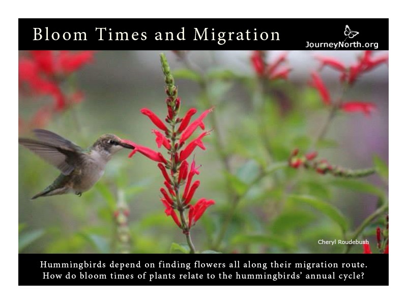 Infographic: Fall Bloom Times