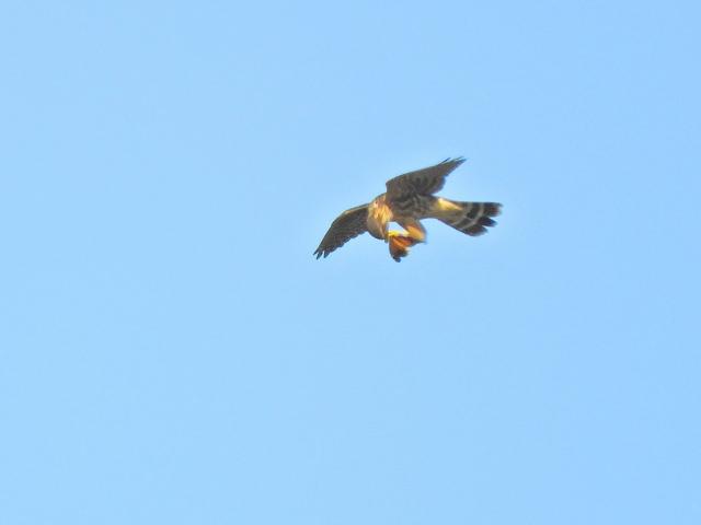 Monarch Butterfly Caught and Released by a Raptor