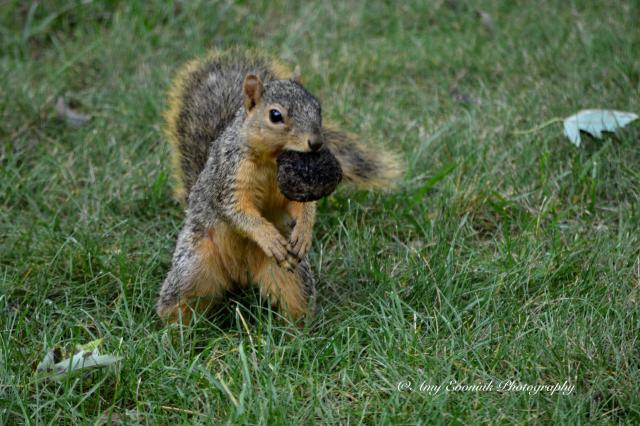 Squirrel carrying a walnut