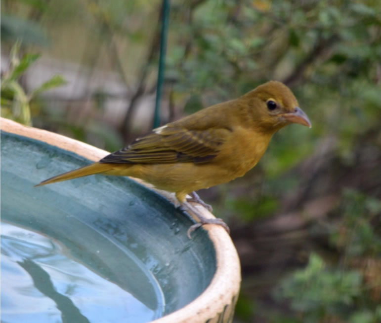 Summer Tanager on bird bath