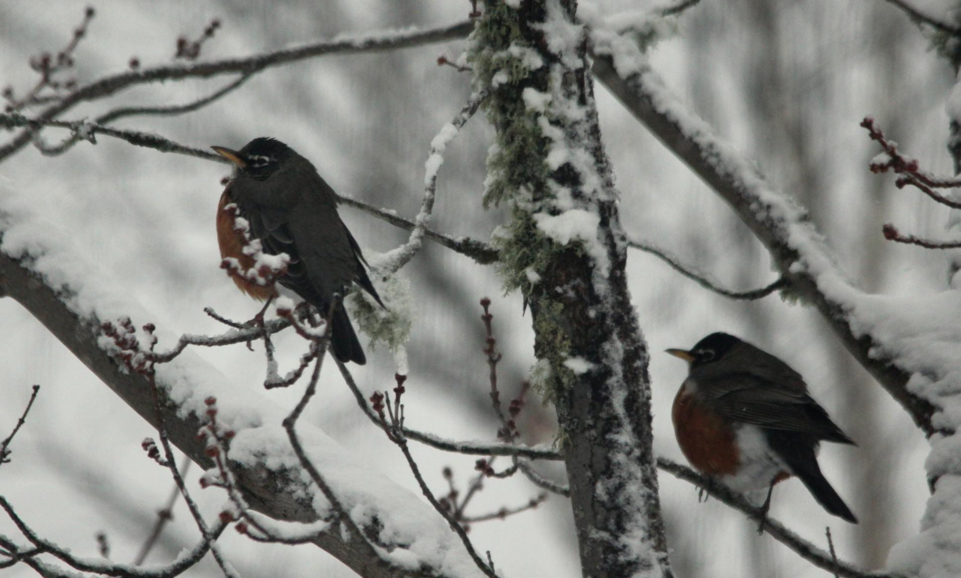 Robins puff their feathers for warmth during first snow.