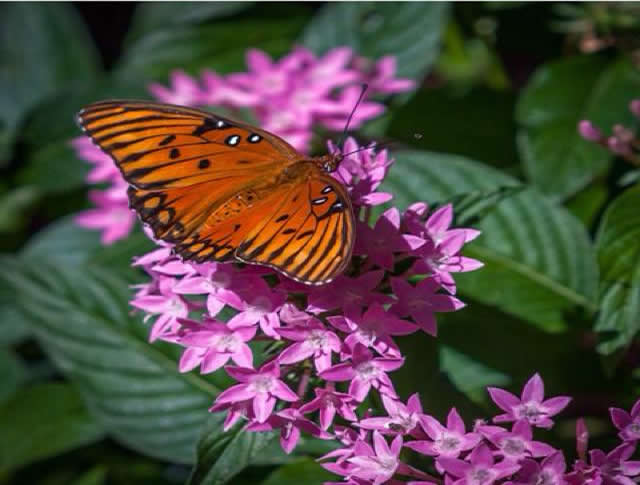 Gulf Fritillary on Penta flower