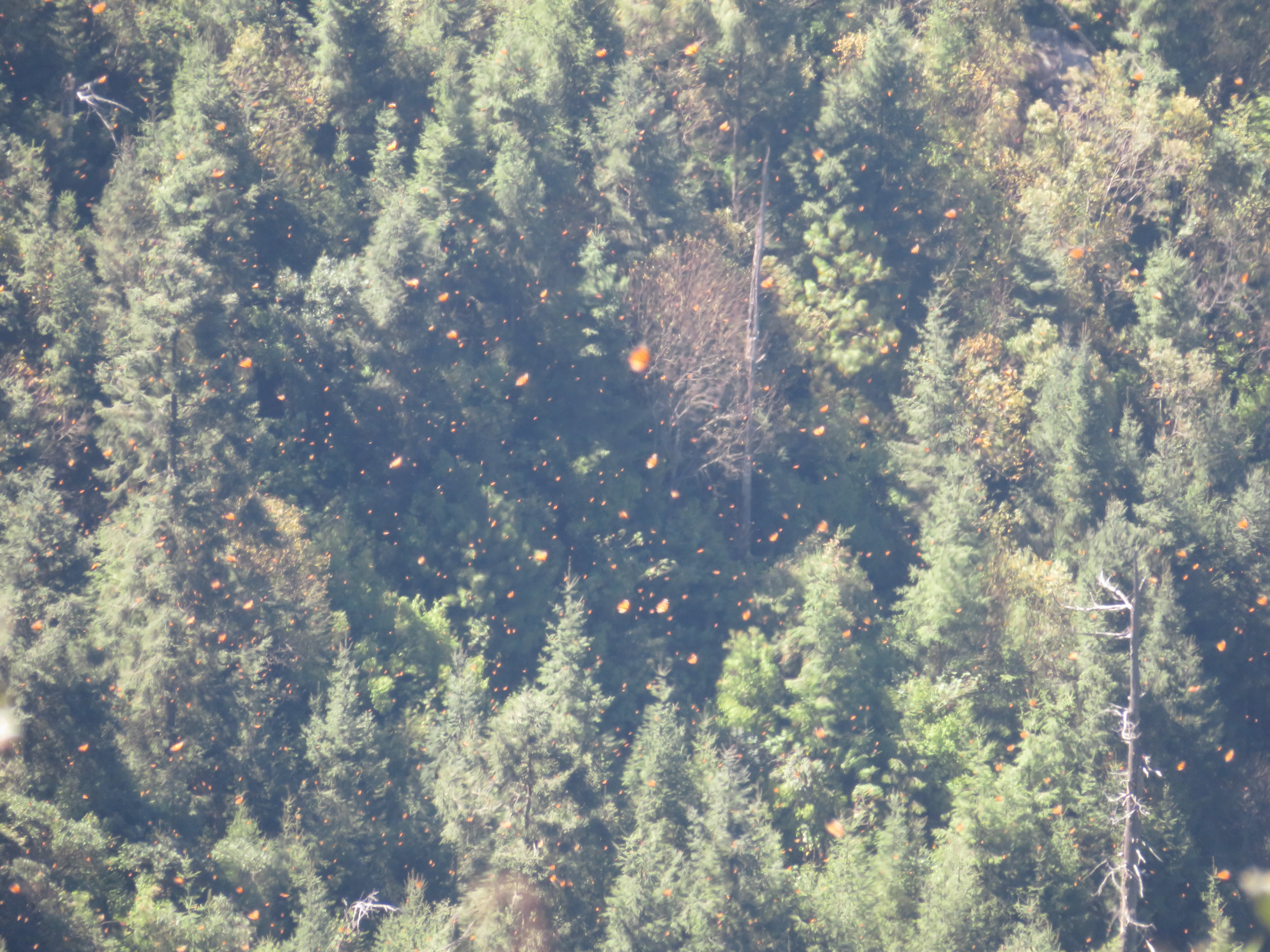 Forming Colony at Cerro Pelon 6481