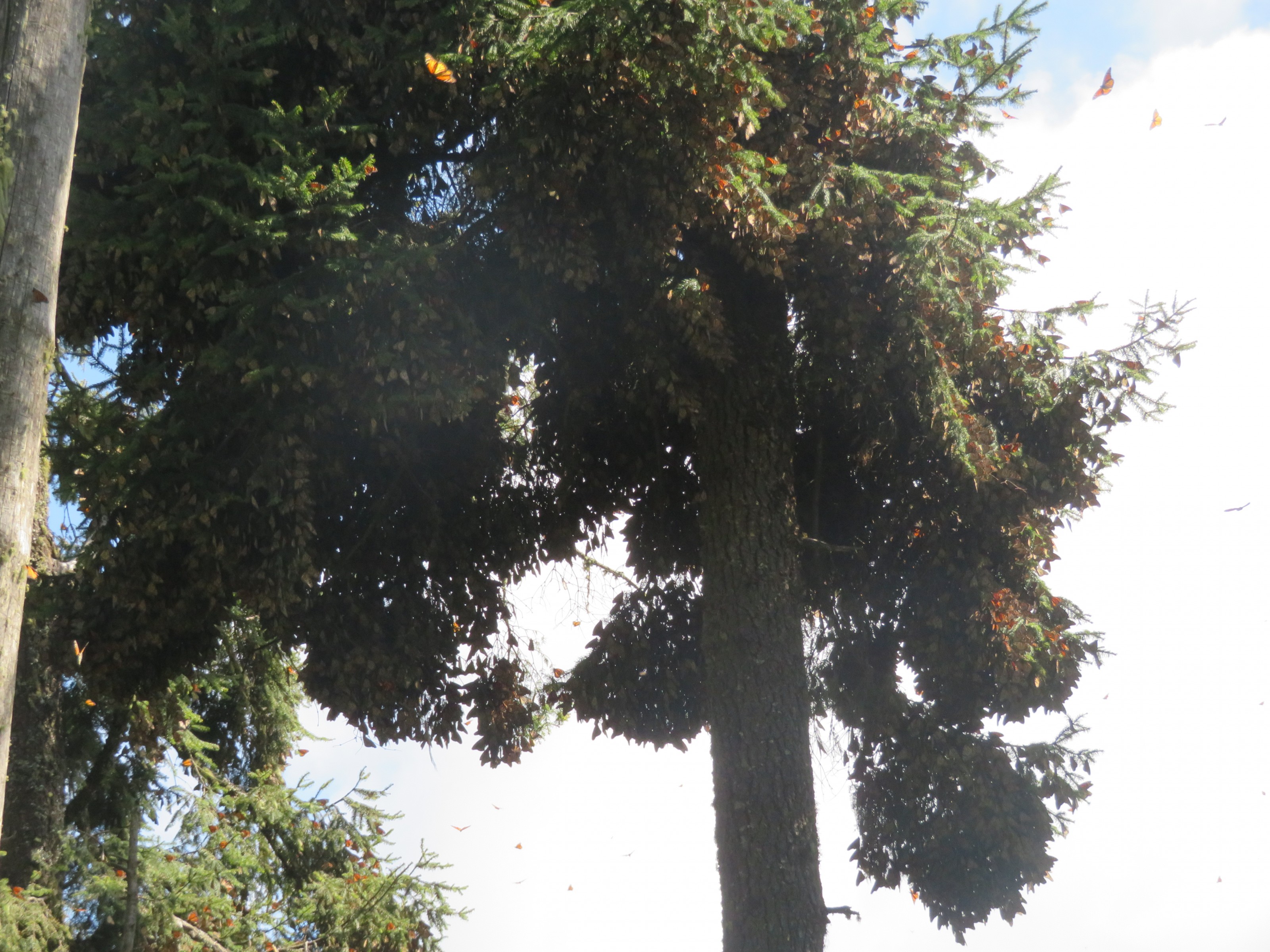 Forming Colony at Cerro Pelon 6778