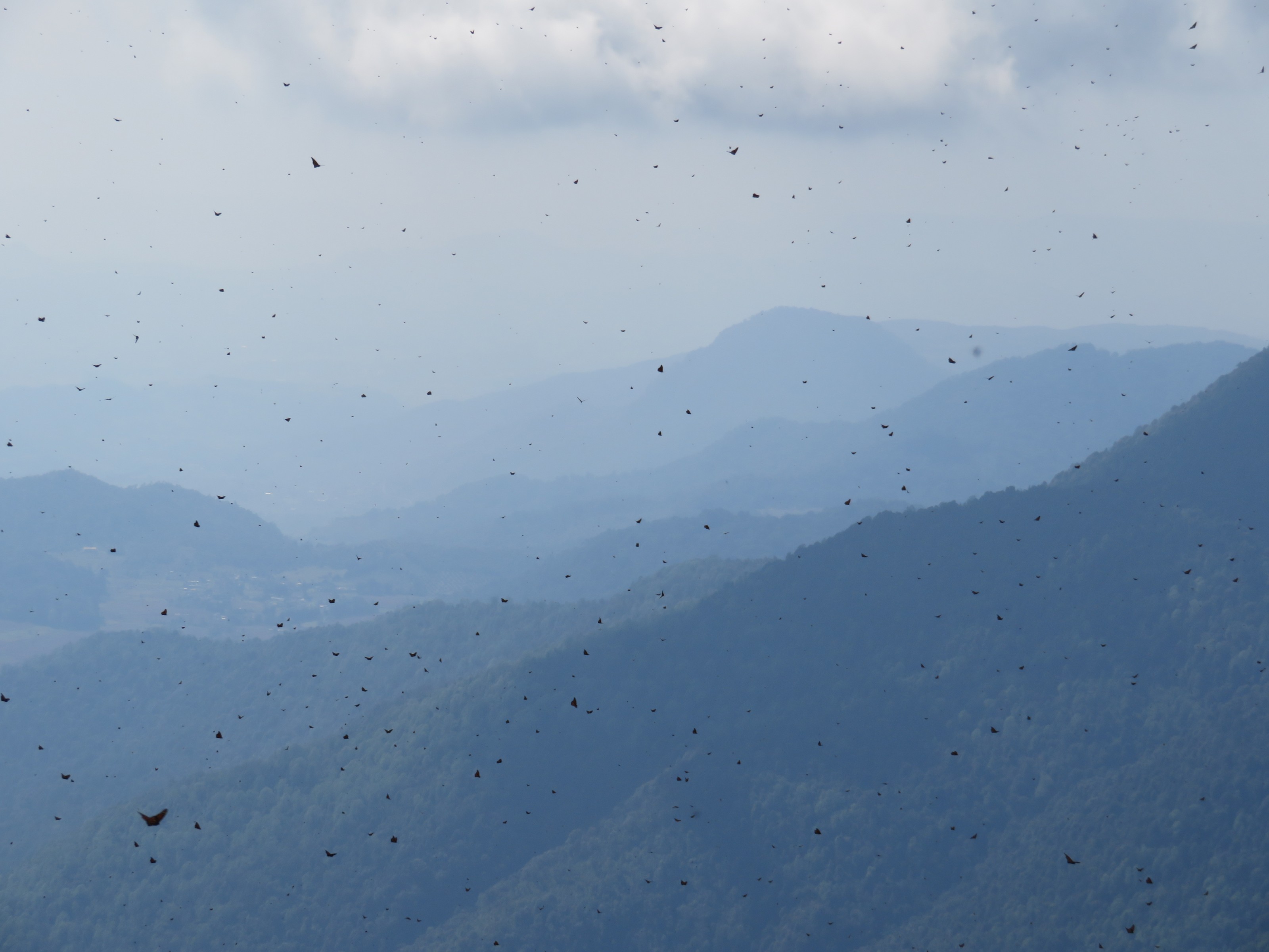 Forming Colony at Cerro Pelon 6794