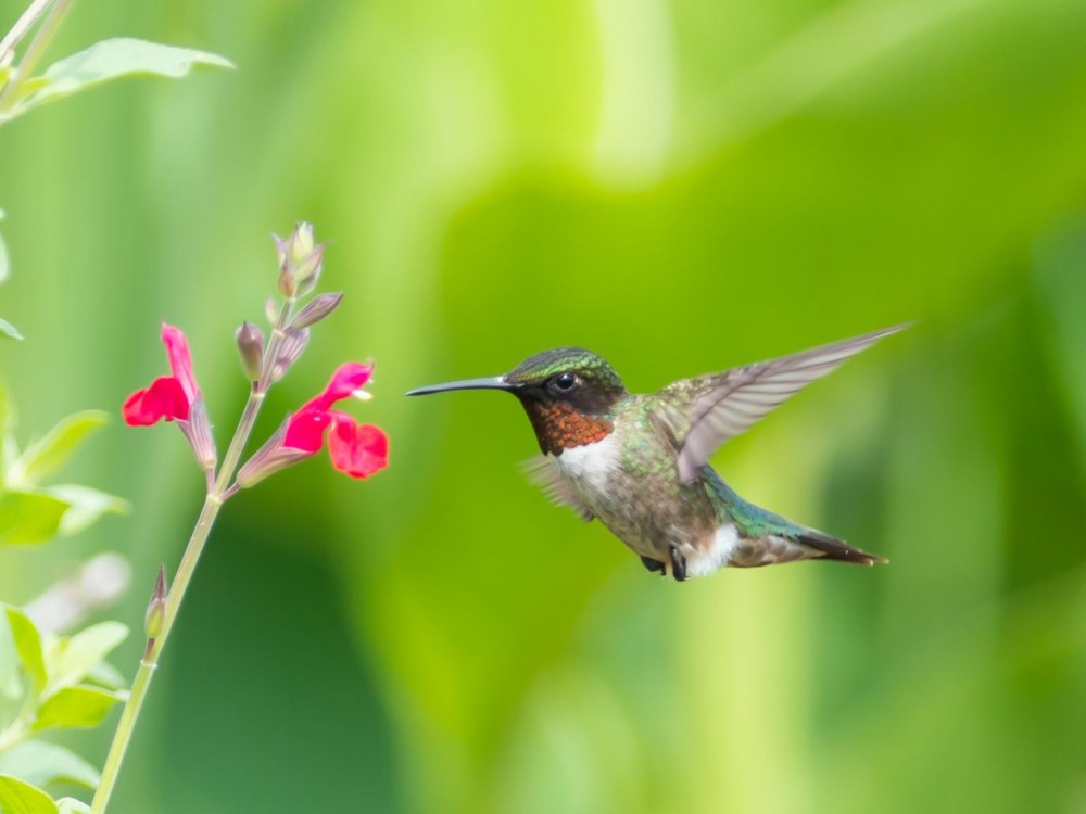 About Spring Hummingbird Migration