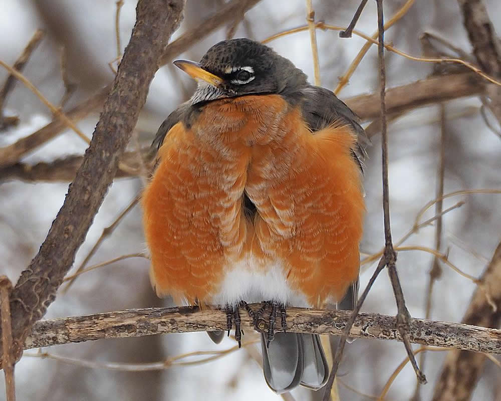 02 01 18 Robin News Seeing Robins 