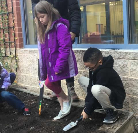 Planting tulips in the cold