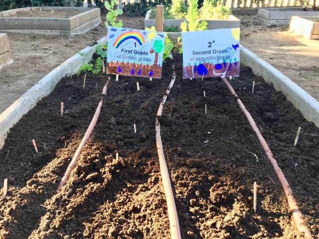 Planting beds in La Jolla, California