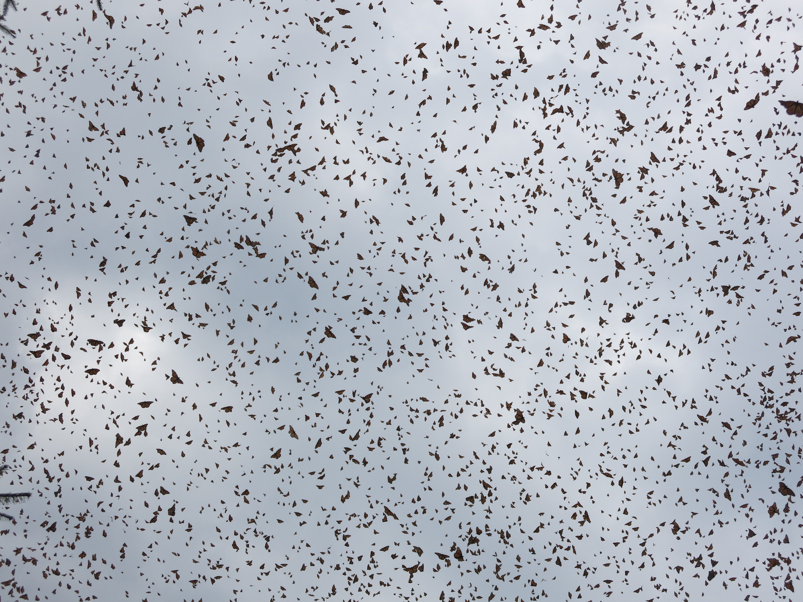 Monarch Butterflies at El Rosario Sanctuary in Mexico