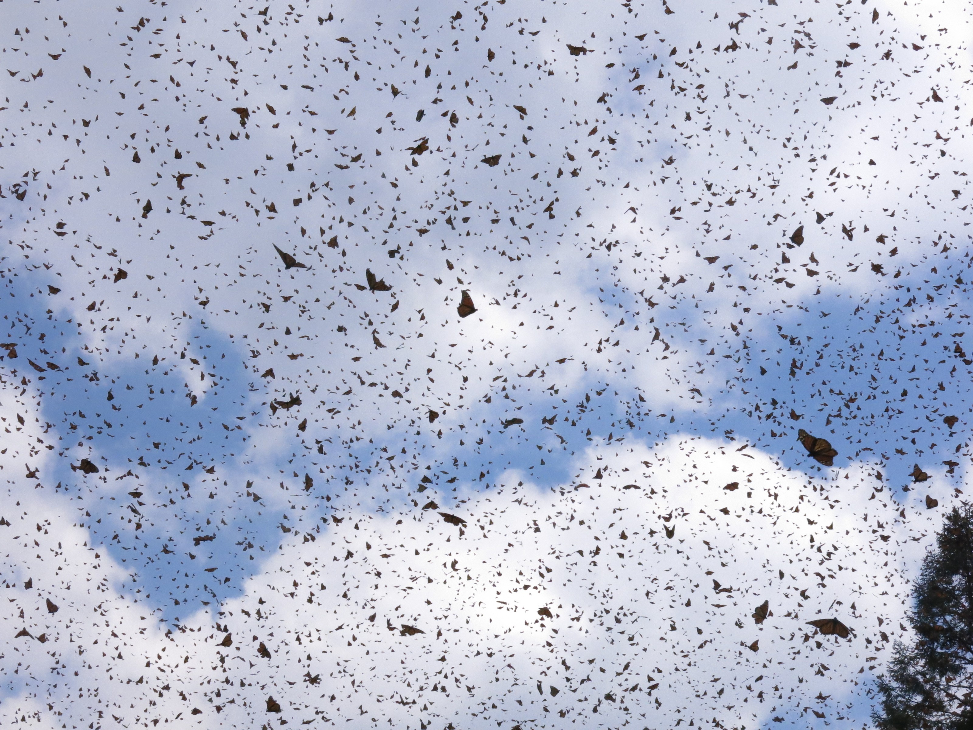 Monarch Butterflies at El Rosario Sanctuary in Mexico