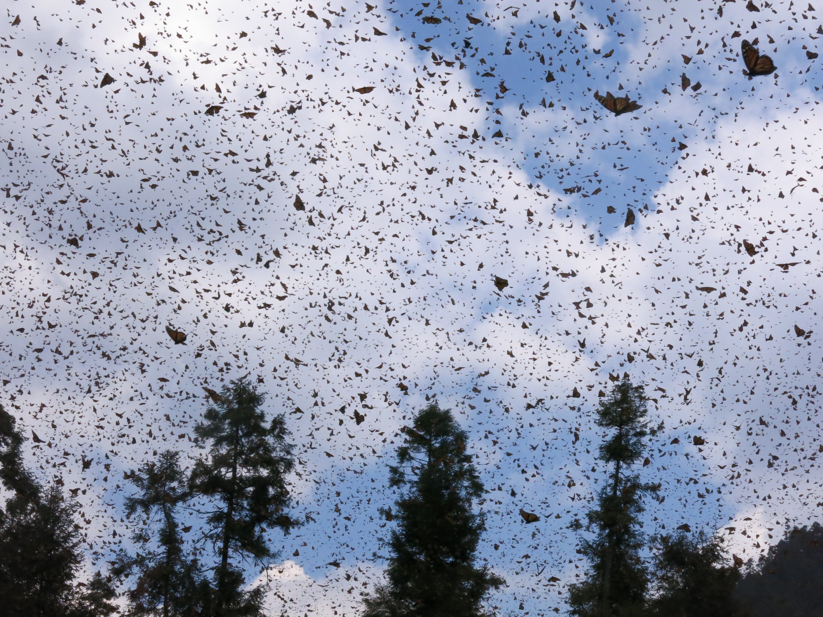 Monarch Butterflies at El Rosario Sanctuary in Mexico