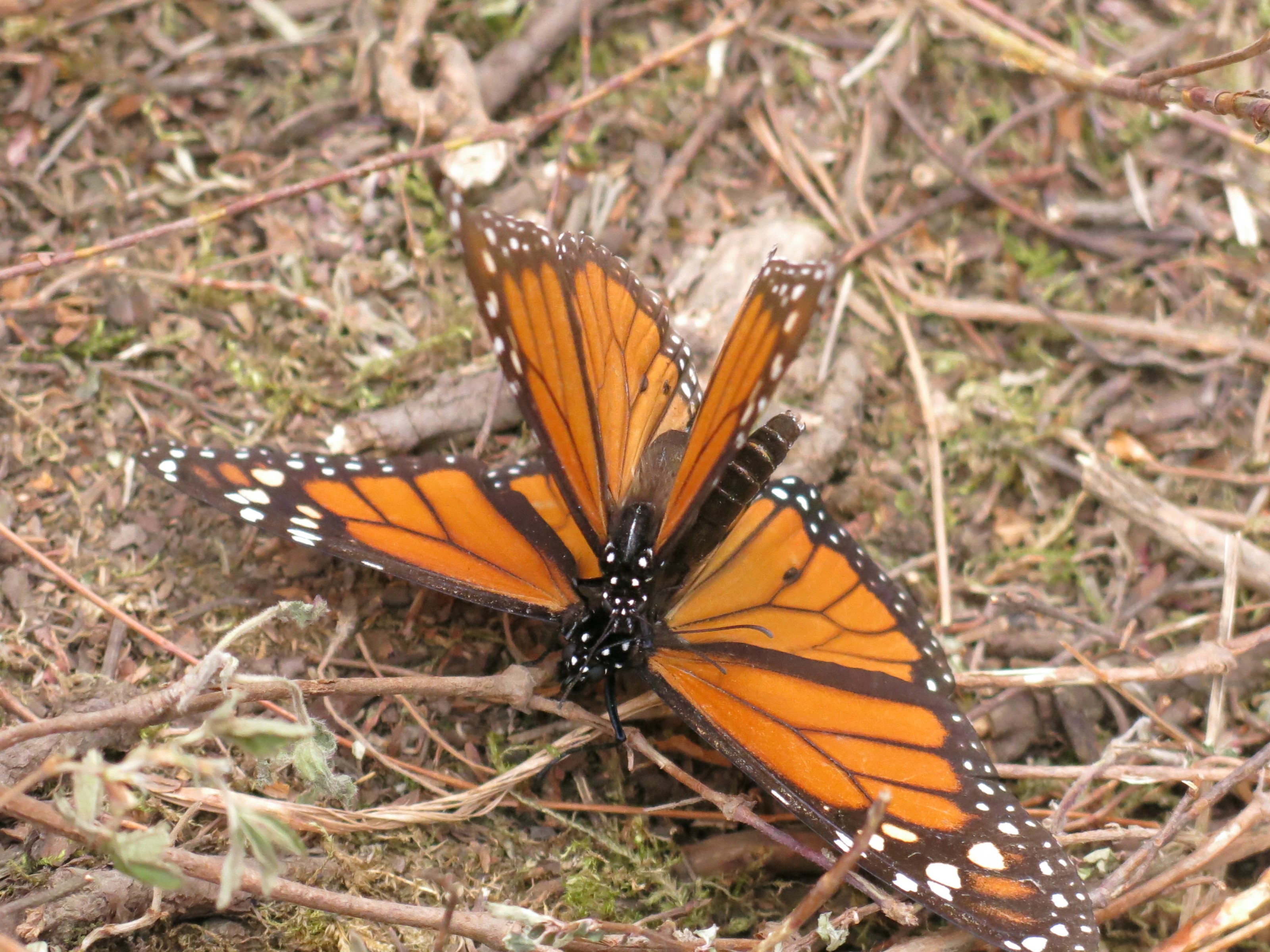 Monarch Butterflies at El Rosario Sanctuary in Mexico