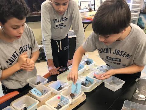 Students examining their tulip bulbs.