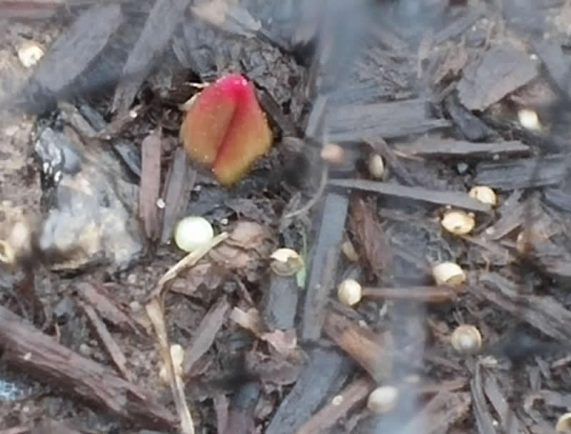 A tulip shoot emerging from the soil