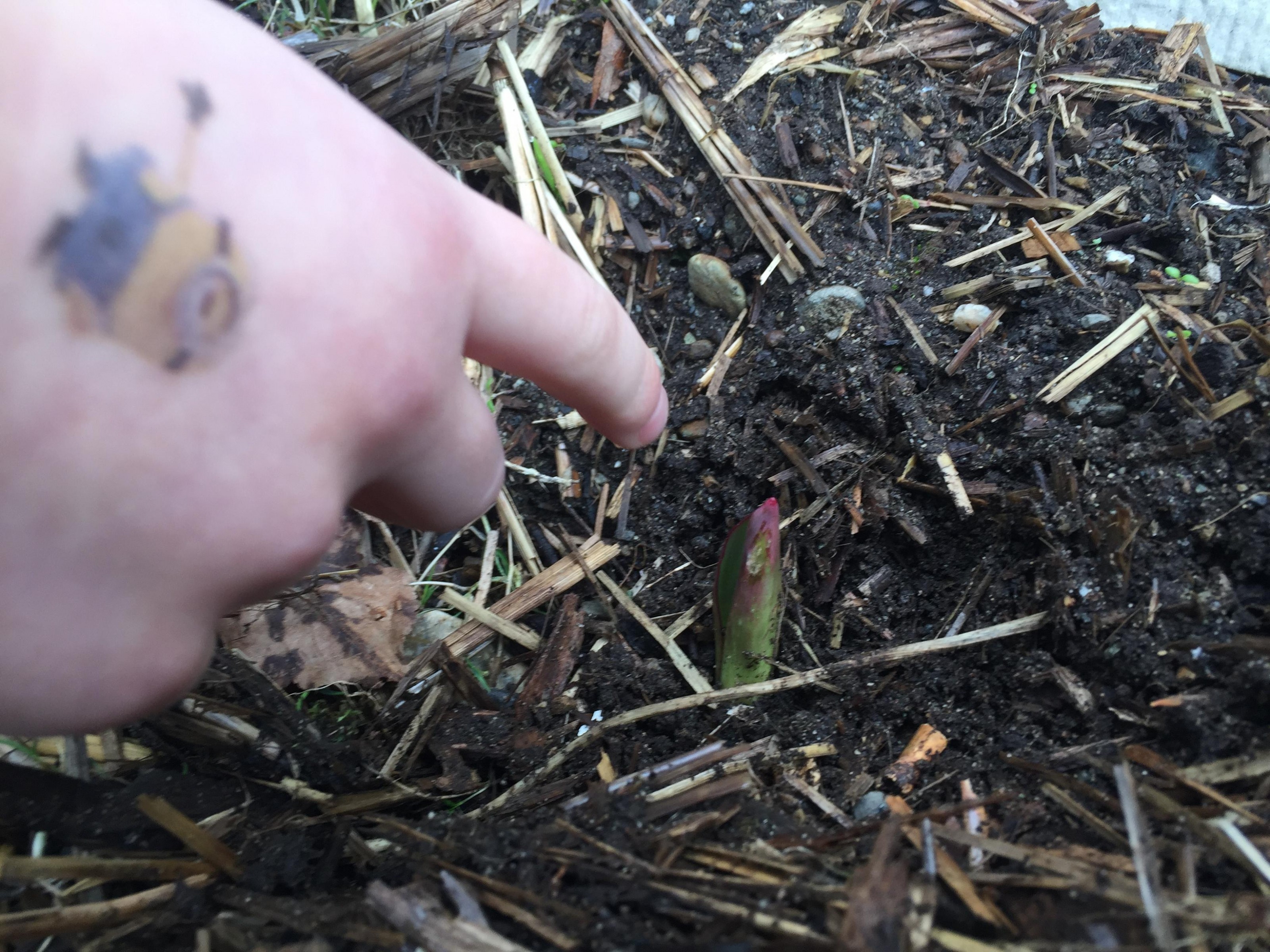 First emergence in Washington state.