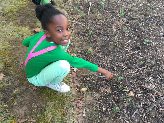 Student discovering tulip emerged in the garden