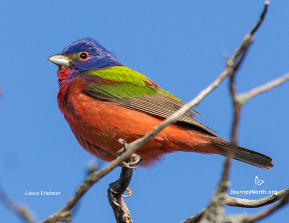 Painted Bunting by Laura Erickson