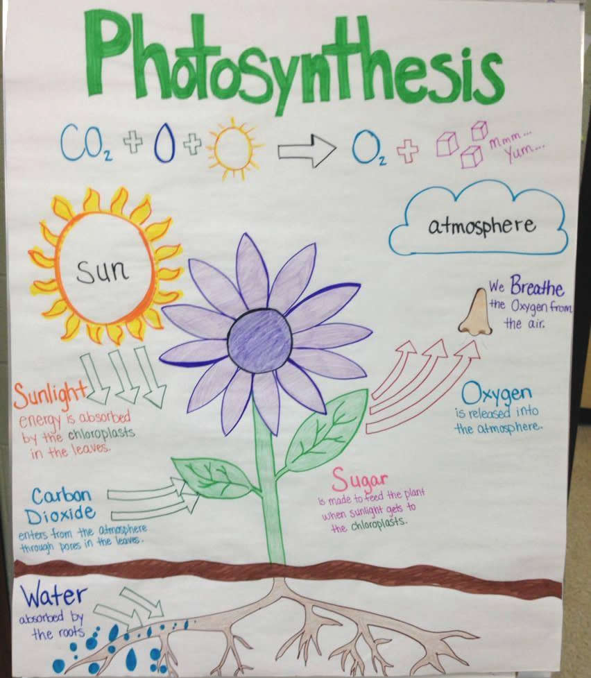 How plants use sun, CO2 and water for photosynthesis