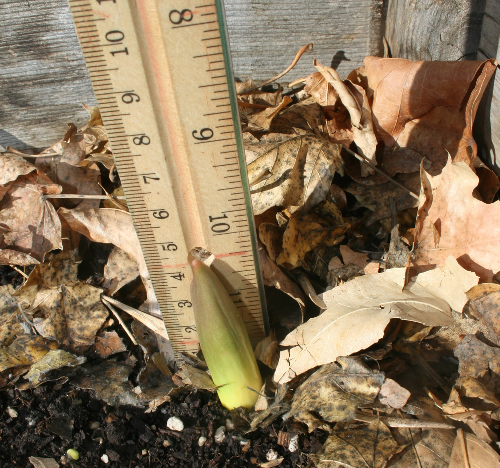 Measuring tulips emerging 