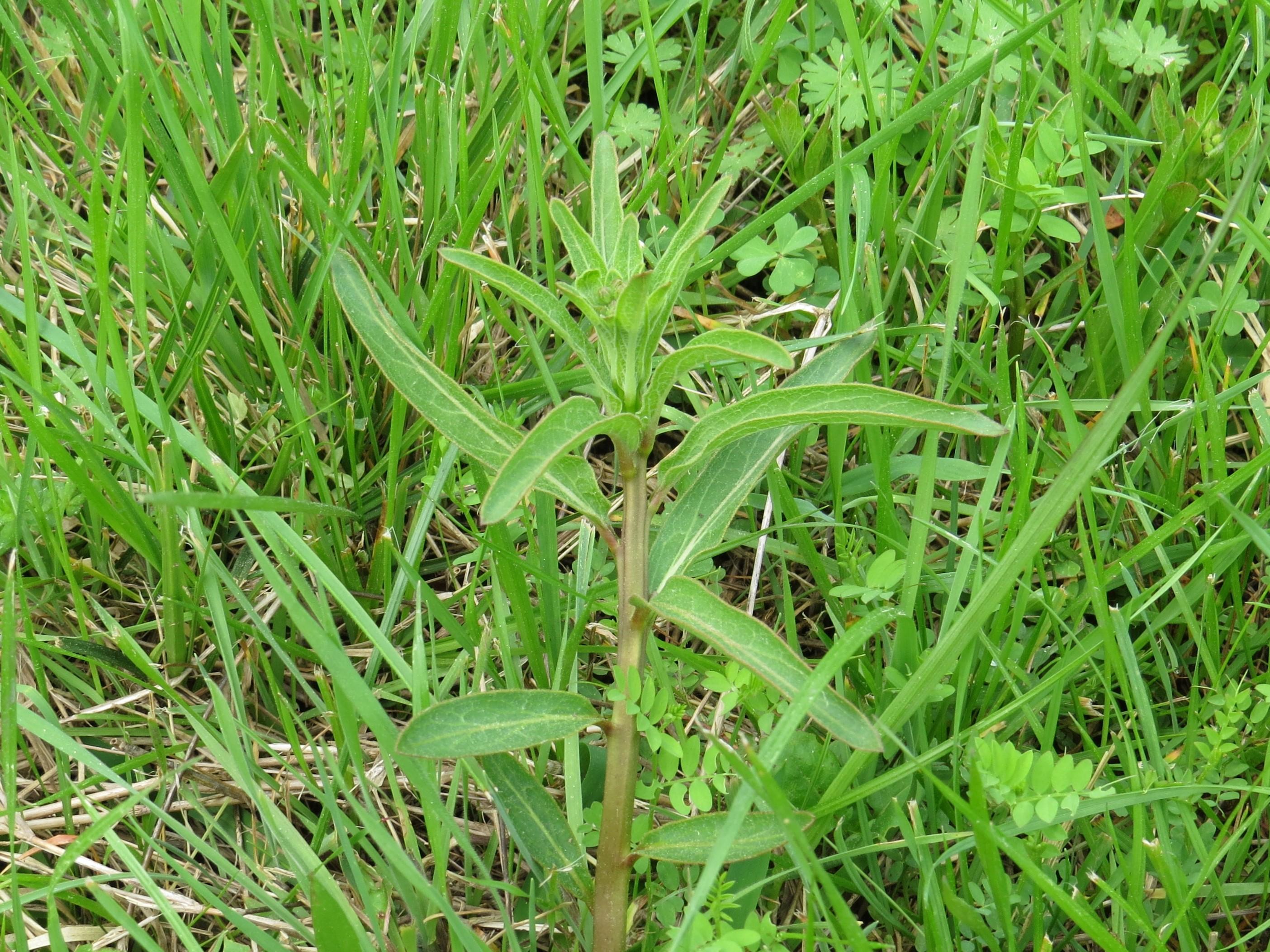 First Milkweed in Texas