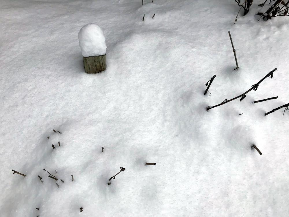 Snow-covered garden.