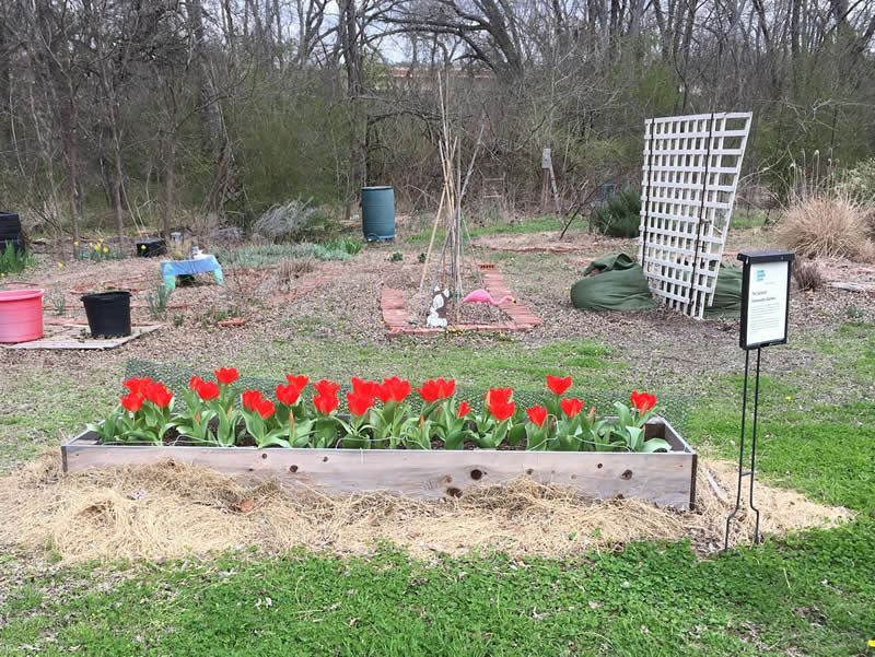 Red Emperor tulips in full bloom