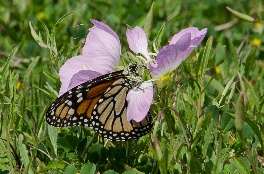 One of the 200 monarchs sighted in Bay City, Texas on March 12th.