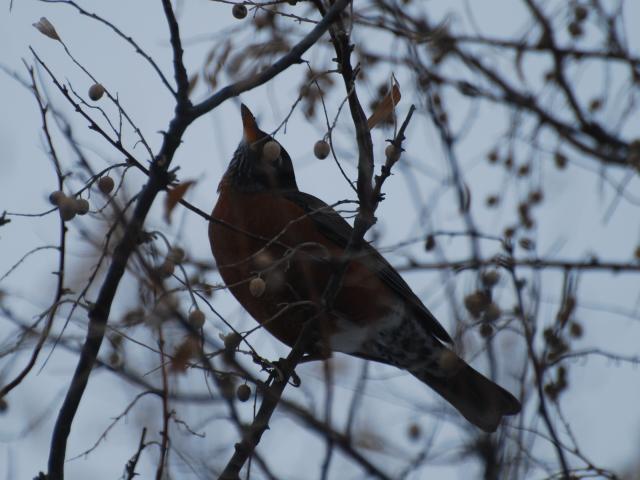 Bismarck, ND by Shelia Brorby