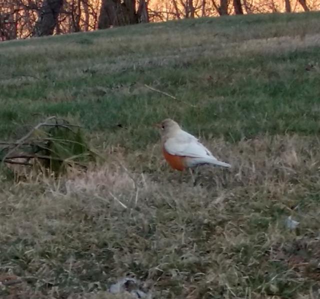 Leucistic Robin by Moneeka Pelley