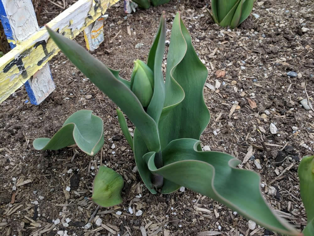 Tulip almost blooming