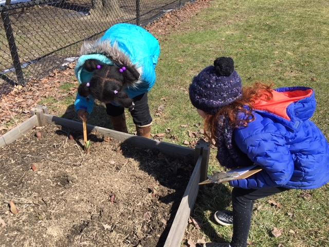 Examining the garden for tulip emergence