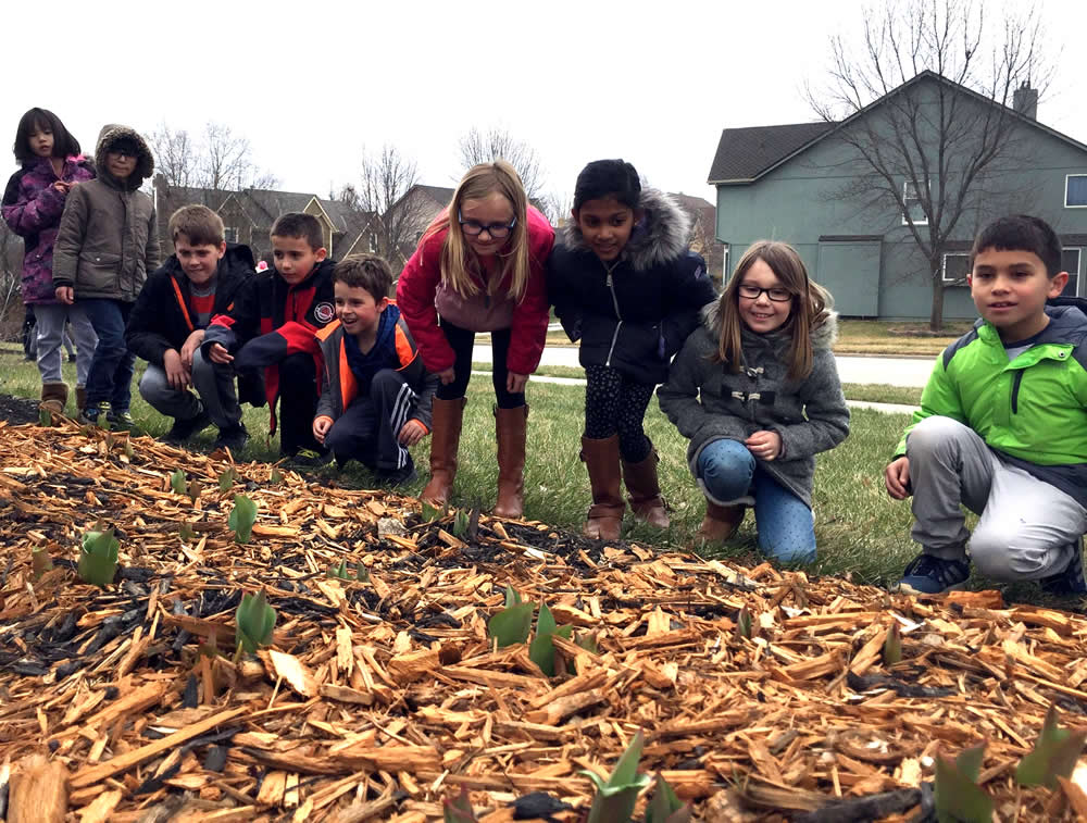 Students observing tulips emerging