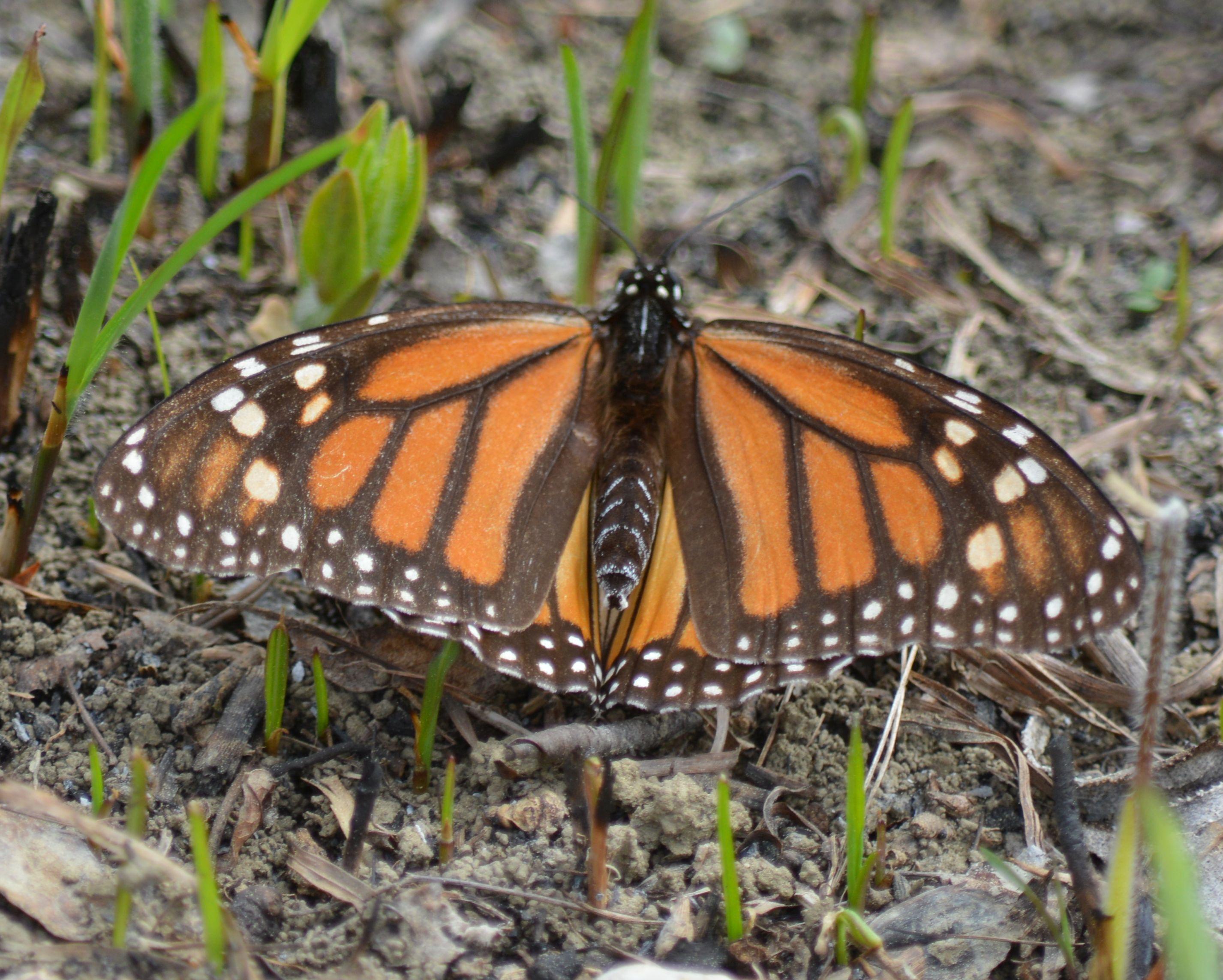 Monarch Butterfly Laying Eggs in Arkansas