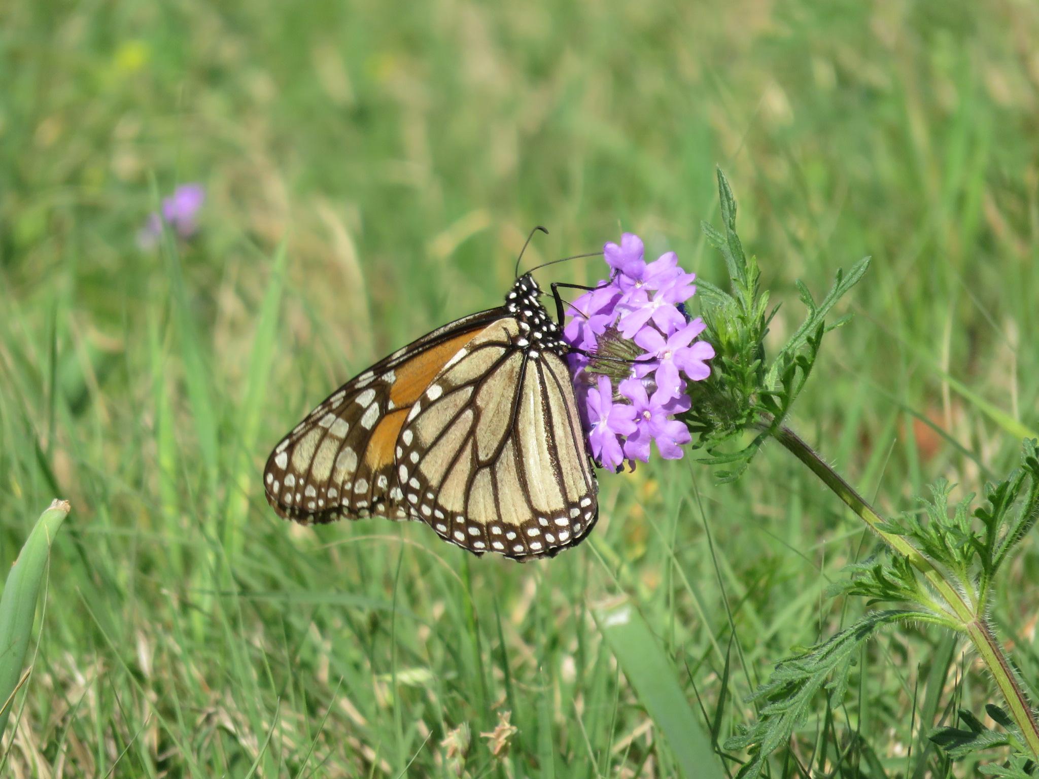 Monarch butterfly in Driftwood, Texas