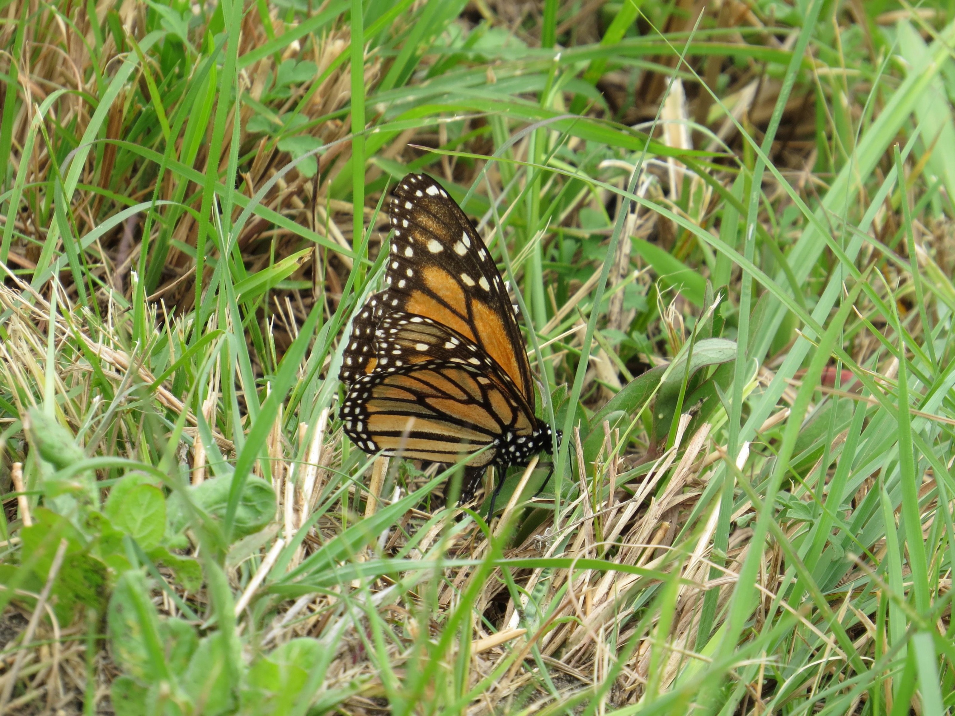 Monarch Butterfly Laying Eggs in Texas