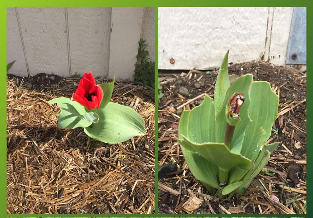 Bunny chomped tulip flowers