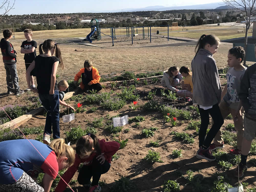 Blooming in the school garden