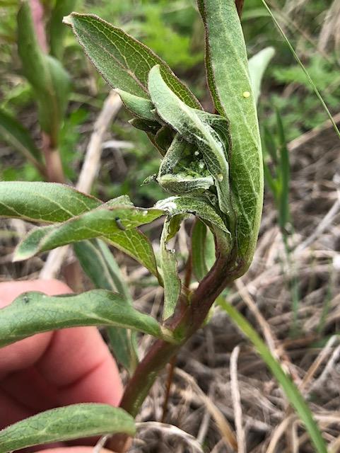 Milkweed with Mild Frost Damage