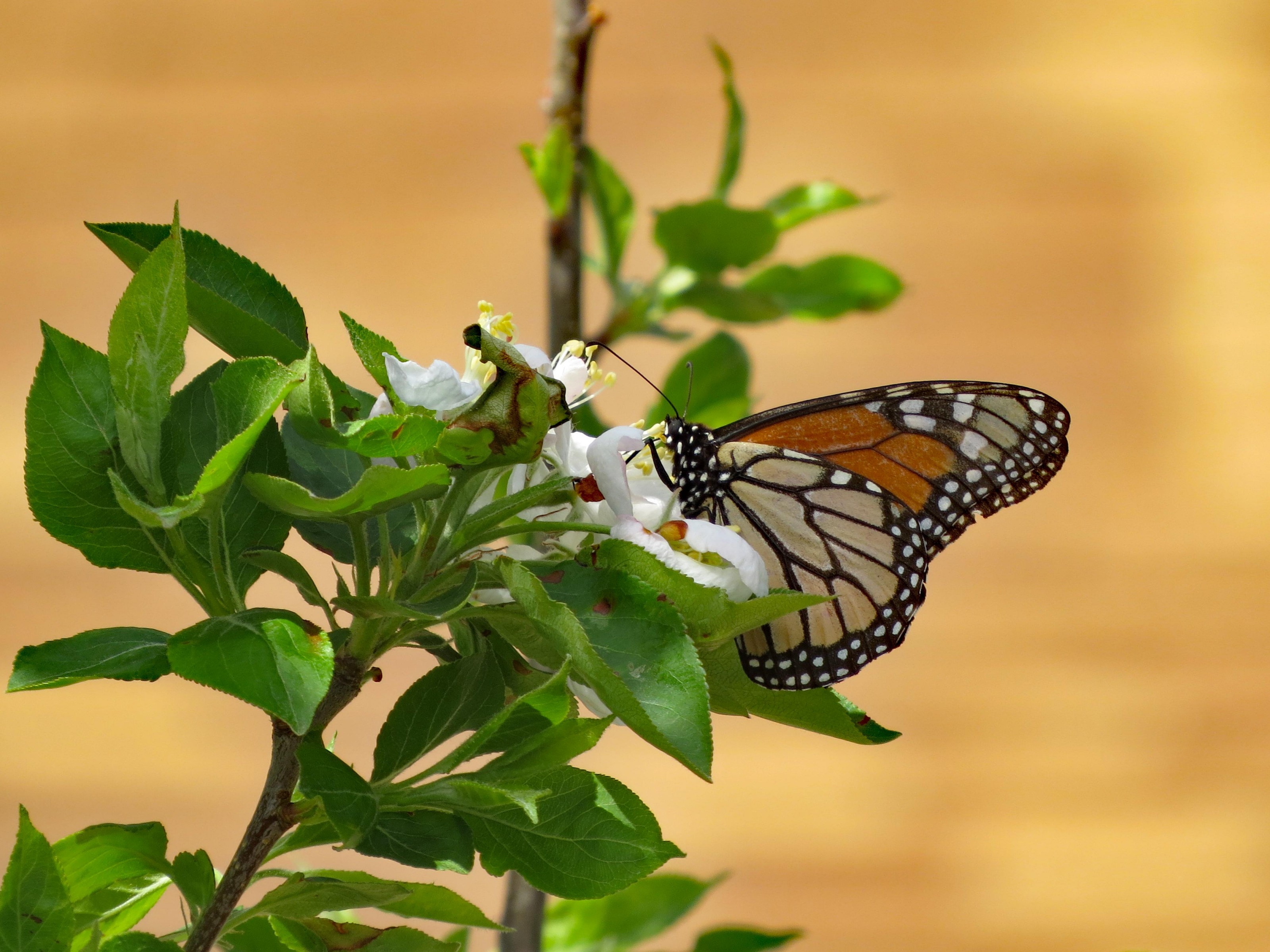 First sighting reported from Kansas spring migration 2018