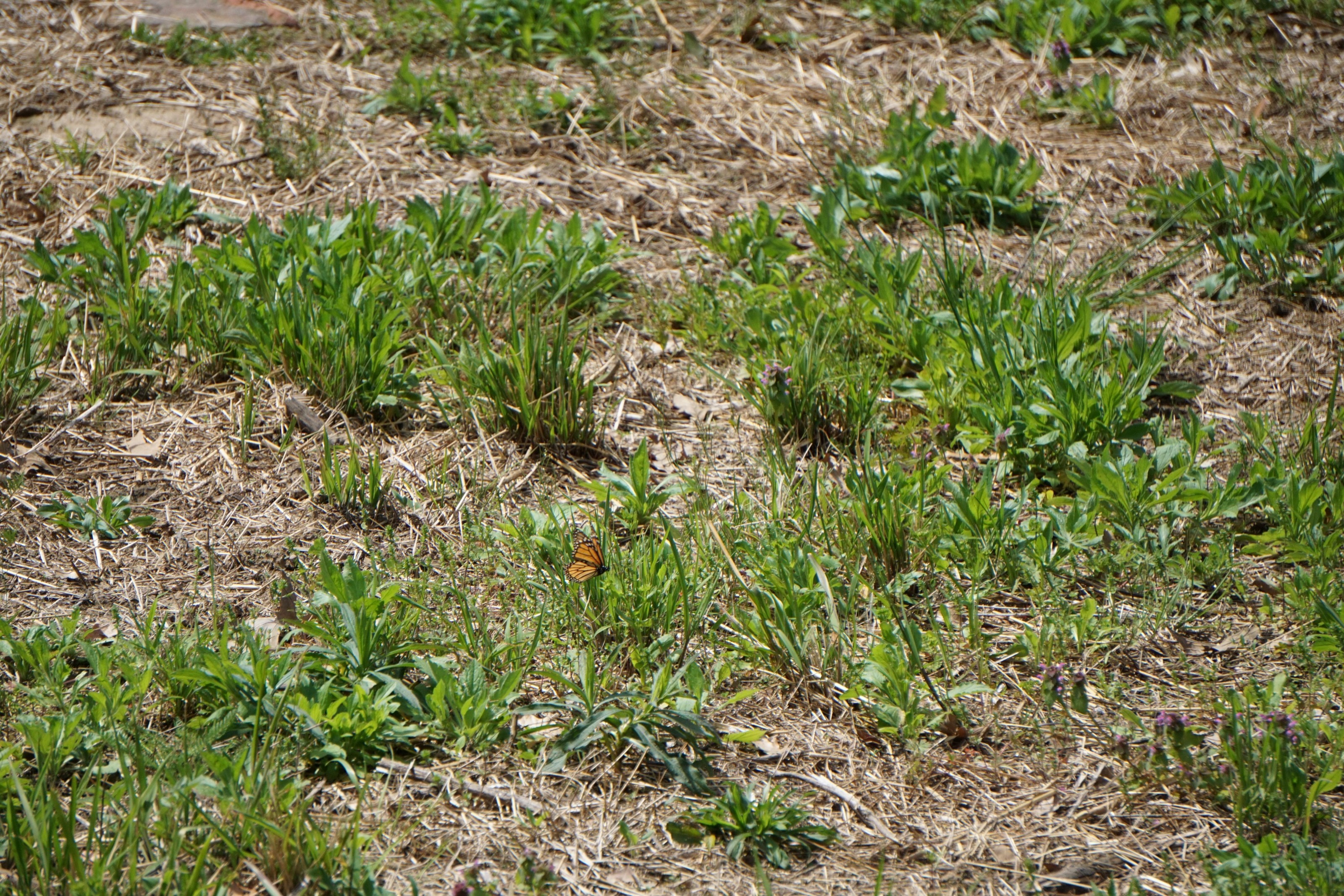 Monarch butterfly searching for milkweed.