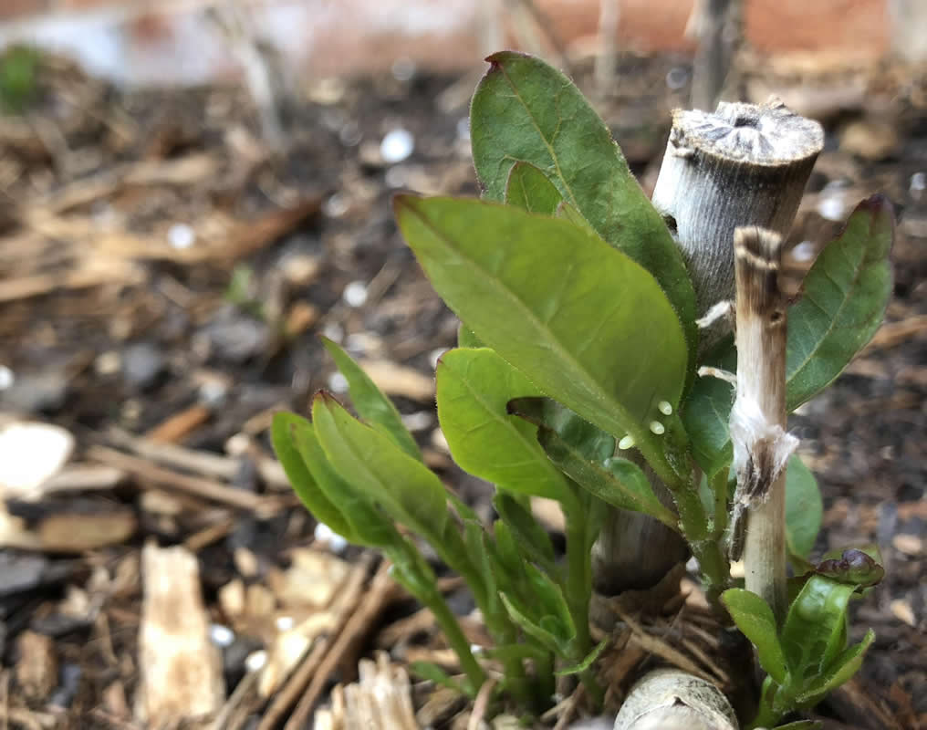 Monarch butterfly laid 107 eggs