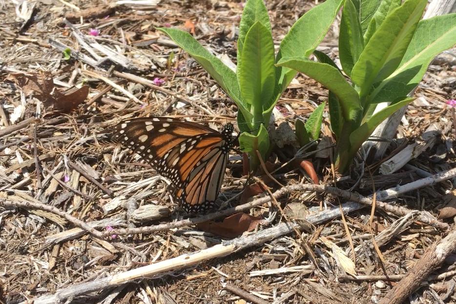 First sighting reported from Virginia spring migration 2018