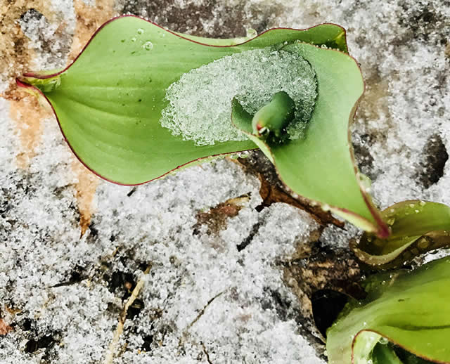 Snow on tulips