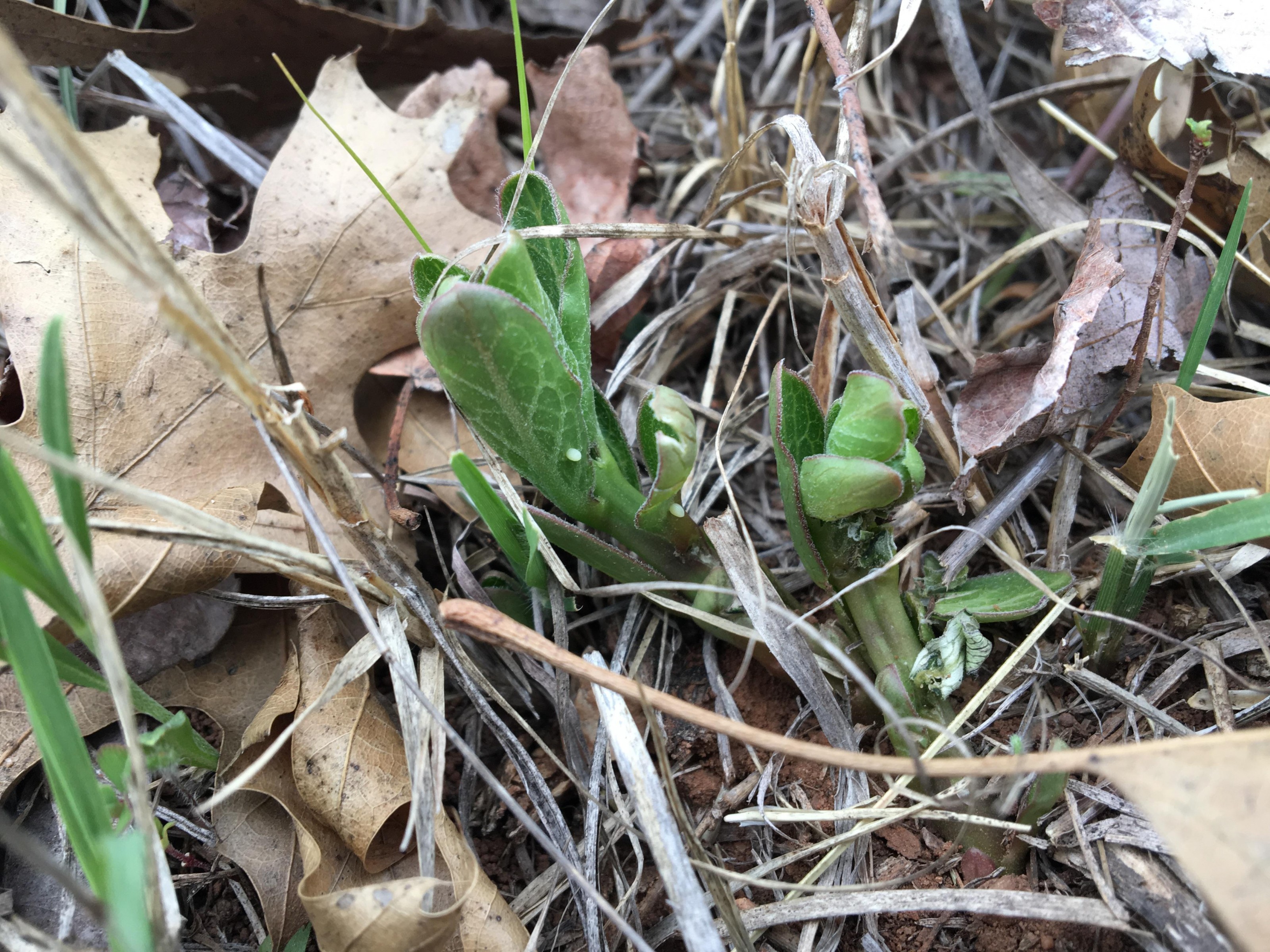 Monarch Butterfly Eggs On Newly-emerged Plants