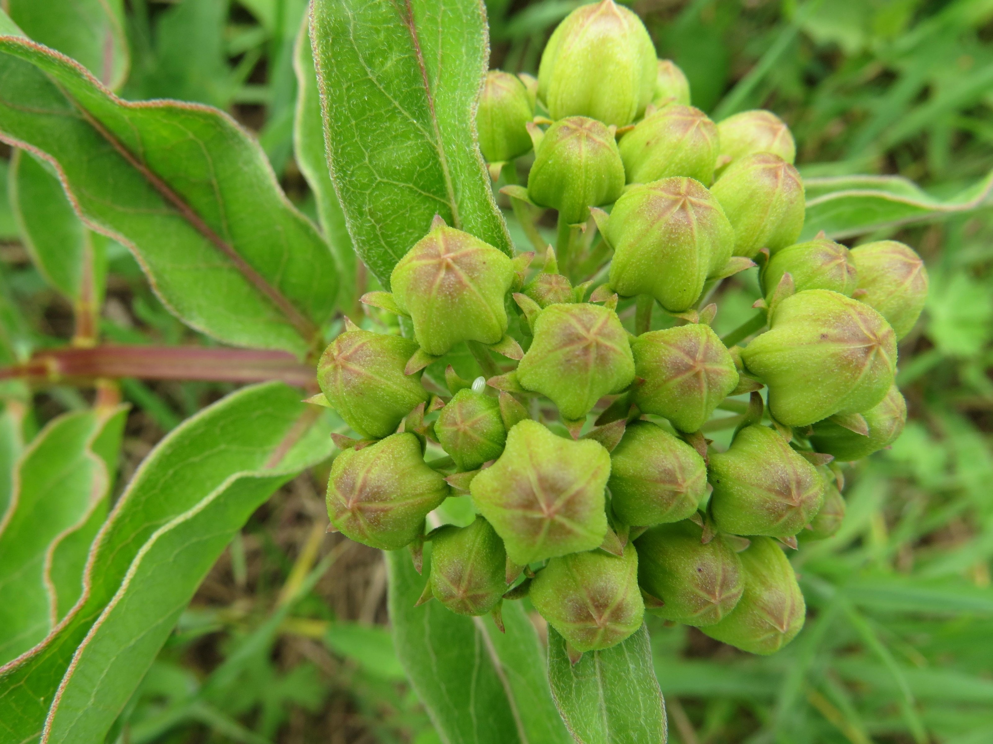 Monarch Butterfly Eggs On Tender Buds