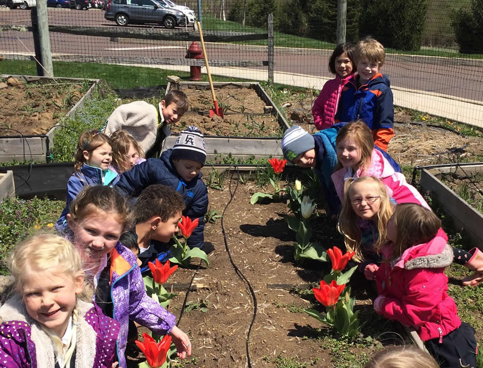 Tulips blooming in Ardmore, Pennsylvania