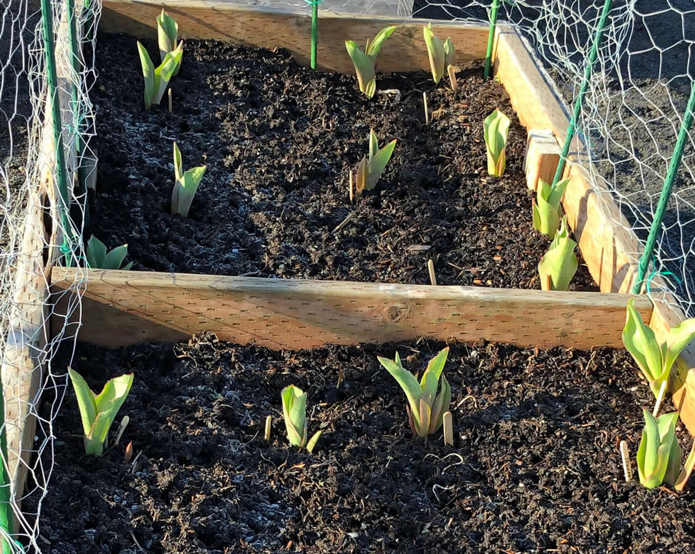 Tulip garden emerging in Kodiak, Alaska